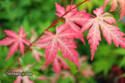- Acer palmatum 'Cotton Candy' Pink Variegated Japanese Maple - Mr Maple │ Buy Japanese Maple Trees