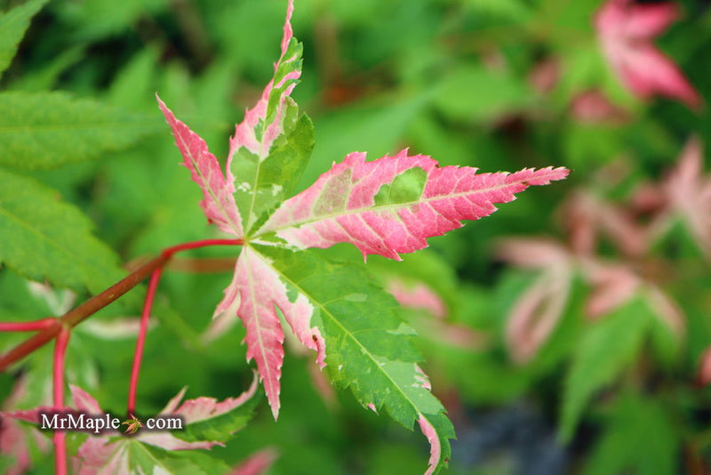 - Acer palmatum 'Cotton Candy' Pink Variegated Japanese Maple - Mr Maple │ Buy Japanese Maple Trees