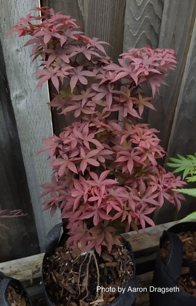 - Acer palmatum 'Cricket' Narrow Growing Japanese Maple - Mr Maple │ Buy Japanese Maple Trees