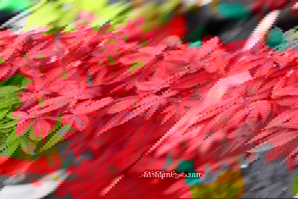 その他 MapleTree Buy Acer palmatum 'Hoshi zora' Weeping Japanese Maple — Mr Maple