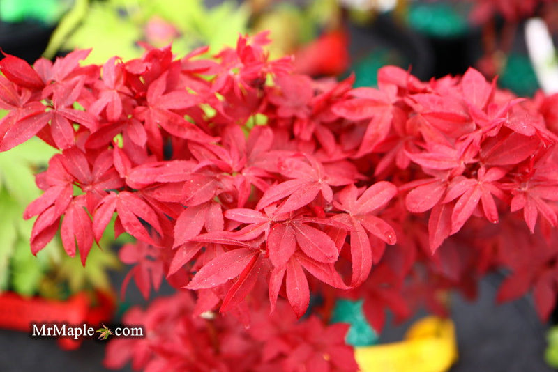 - Acer palmatum 'Cricket' Narrow Growing Japanese Maple - Mr Maple │ Buy Japanese Maple Trees