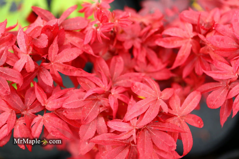 - Acer palmatum 'Cricket' Narrow Growing Japanese Maple - Mr Maple │ Buy Japanese Maple Trees