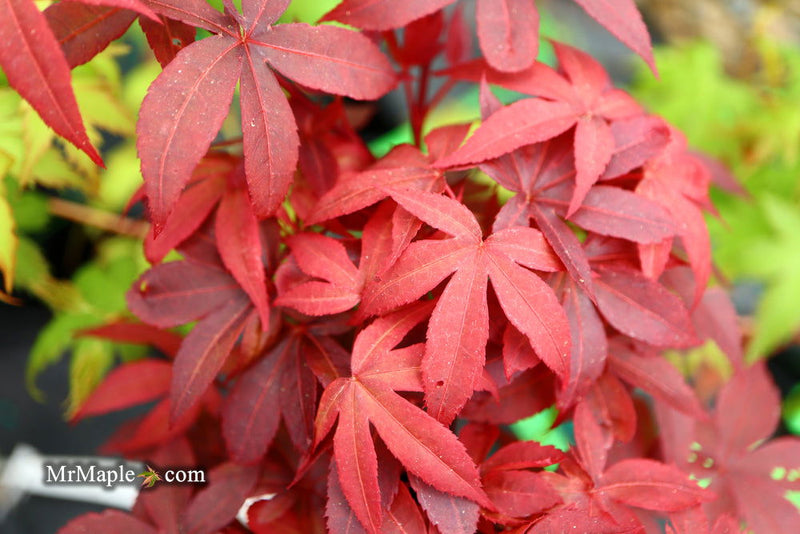 - Acer palmatum 'Cricket' Narrow Growing Japanese Maple - Mr Maple │ Buy Japanese Maple Trees