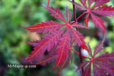 - Acer palmatum 'Crimson Carole' Japanese Maple - Mr Maple │ Buy Japanese Maple Trees