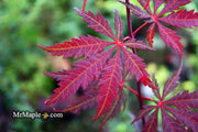 - Acer palmatum 'Crimson Carole' Japanese Maple - Mr Maple │ Buy Japanese Maple Trees
