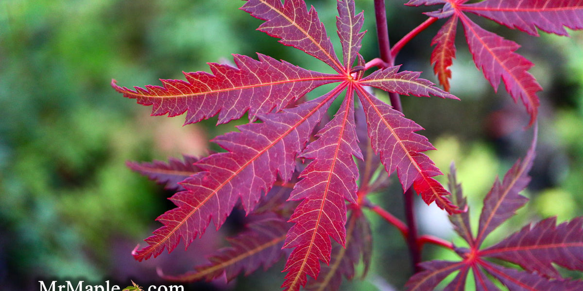 センペルビウム輸入 レア‼️Maple Shrup センペルビウム輸入 Sha'uri - メルカリ