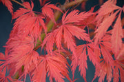 - Acer palmatum 'Crimson Carole' Japanese Maple - Mr Maple │ Buy Japanese Maple Trees
