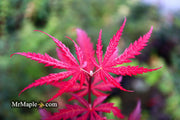 - Acer palmatum 'Crimson Carole' Japanese Maple - Mr Maple │ Buy Japanese Maple Trees