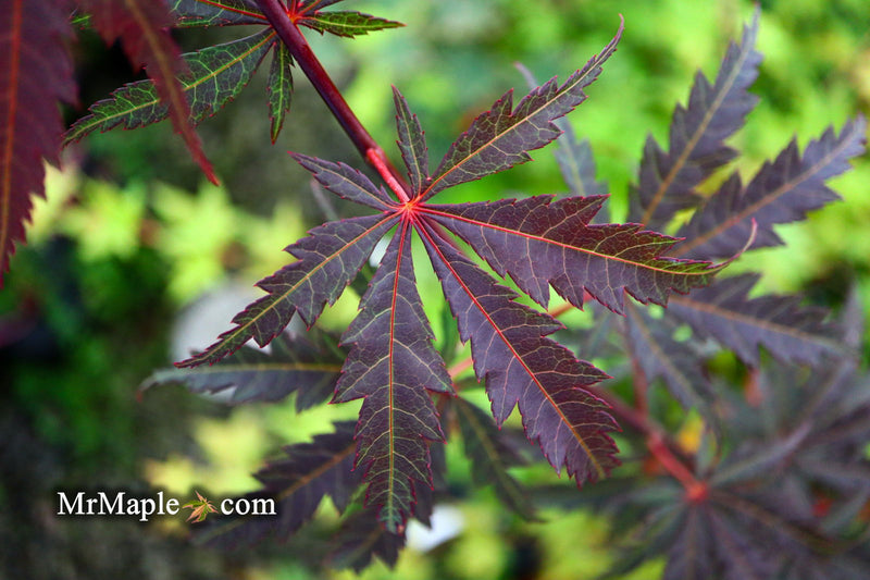 - Acer palmatum 'Crimson Carole' Japanese Maple - Mr Maple │ Buy Japanese Maple Trees