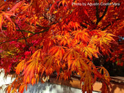 - Acer palmatum 'Crimson Carole' Japanese Maple - Mr Maple │ Buy Japanese Maple Trees