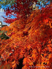 - Acer palmatum 'Crimson Carole' Japanese Maple - Mr Maple │ Buy Japanese Maple Trees
