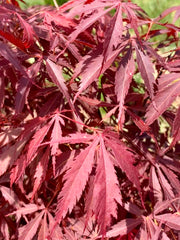 - Acer palmatum 'Crimson Carole' Japanese Maple - Mr Maple │ Buy Japanese Maple Trees