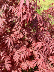 - Acer palmatum 'Crimson Carole' Japanese Maple - Mr Maple │ Buy Japanese Maple Trees