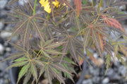- Acer palmatum 'Crimson Carole' Japanese Maple - Mr Maple │ Buy Japanese Maple Trees