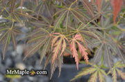 - Acer palmatum 'Crimson Carole' Japanese Maple - Mr Maple │ Buy Japanese Maple Trees