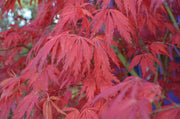 - Acer palmatum 'Crimson Carole' Japanese Maple - Mr Maple │ Buy Japanese Maple Trees