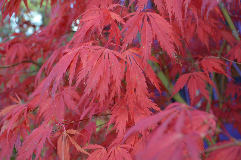 - Acer palmatum 'Crimson Carole' Japanese Maple - Mr Maple │ Buy Japanese Maple Trees