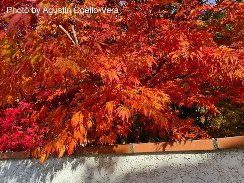 - Acer palmatum 'Crimson Carole' Japanese Maple - Mr Maple │ Buy Japanese Maple Trees