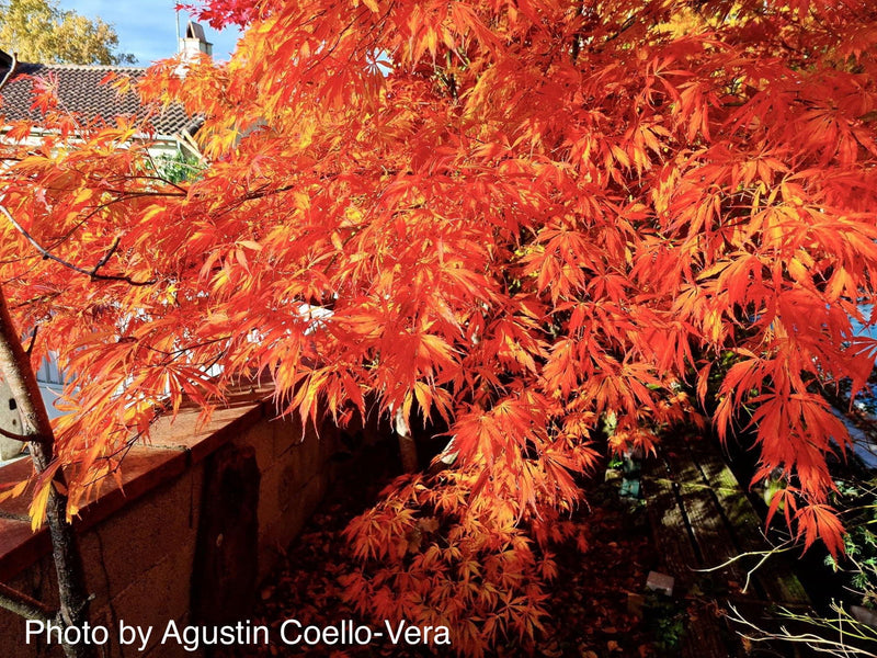 - Acer palmatum 'Crimson Carole' Japanese Maple - Mr Maple │ Buy Japanese Maple Trees