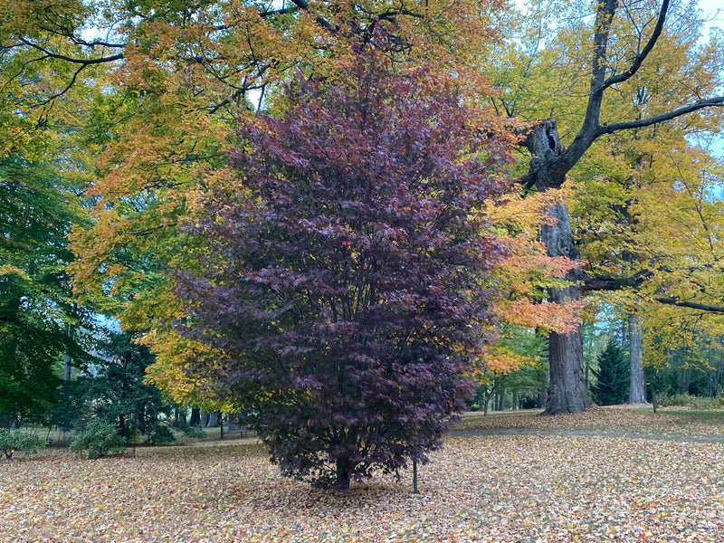 - Acer palmatum 'Crimson Prince' Dark Red Japanese Maple - Mr Maple │ Buy Japanese Maple Trees