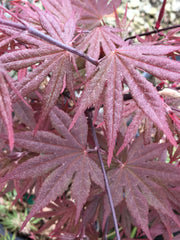 - Acer palmatum 'Crimson Prince' Dark Red Japanese Maple - Mr Maple │ Buy Japanese Maple Trees