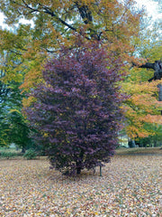 - Acer palmatum 'Crimson Prince' Dark Red Japanese Maple - Mr Maple │ Buy Japanese Maple Trees