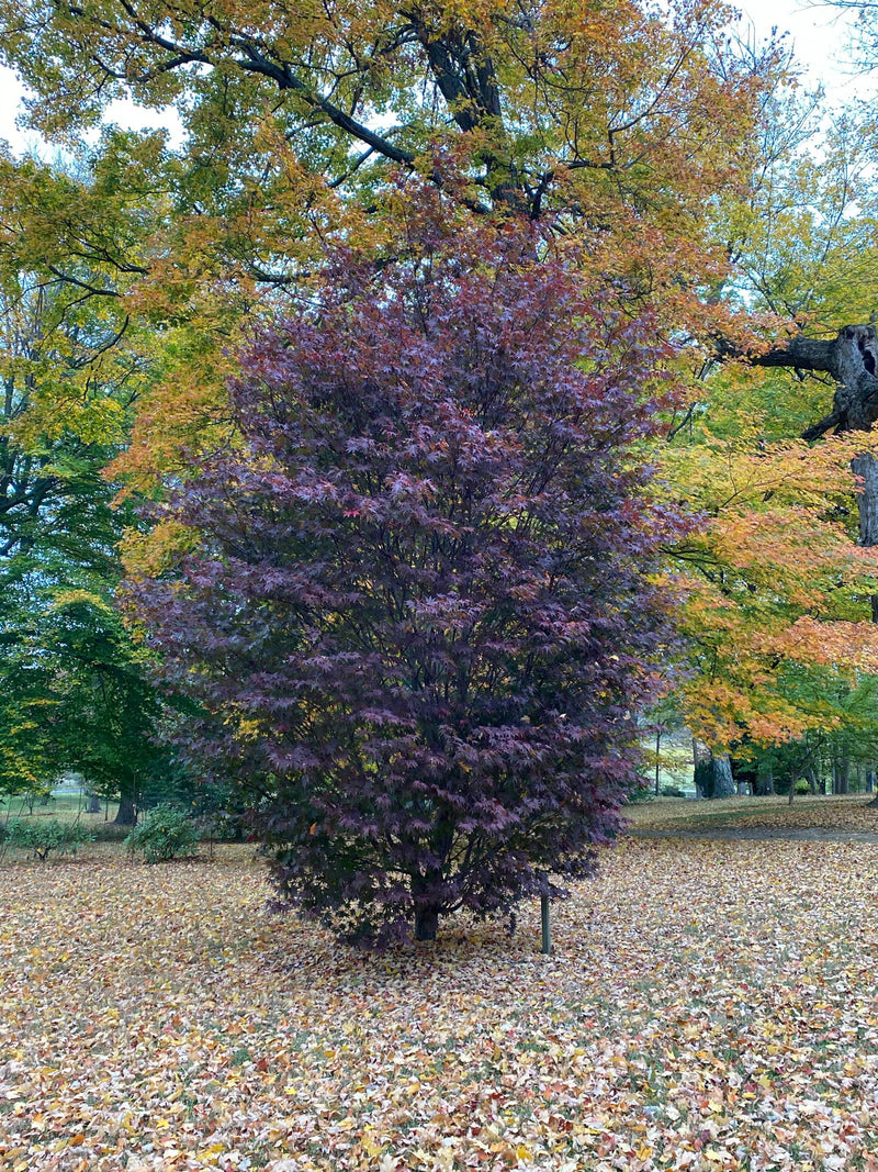 - Acer palmatum 'Crimson Prince' Dark Red Japanese Maple - Mr Maple │ Buy Japanese Maple Trees