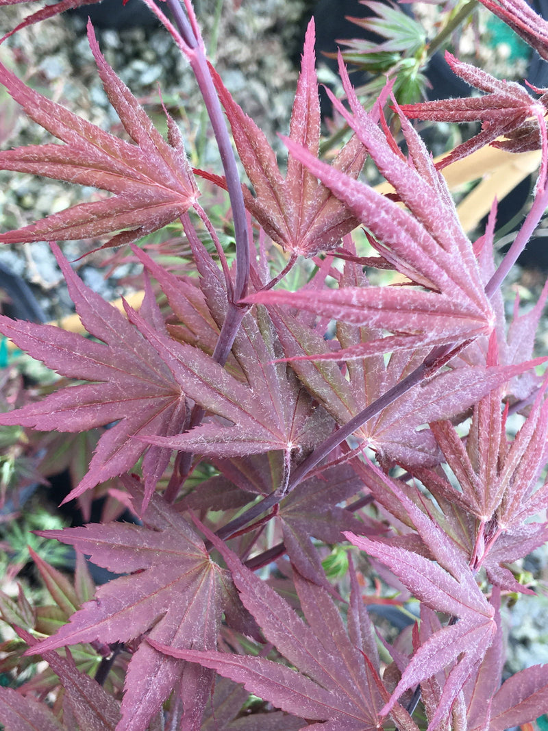 - Acer palmatum 'Crimson Prince' Dark Red Japanese Maple - Mr Maple │ Buy Japanese Maple Trees