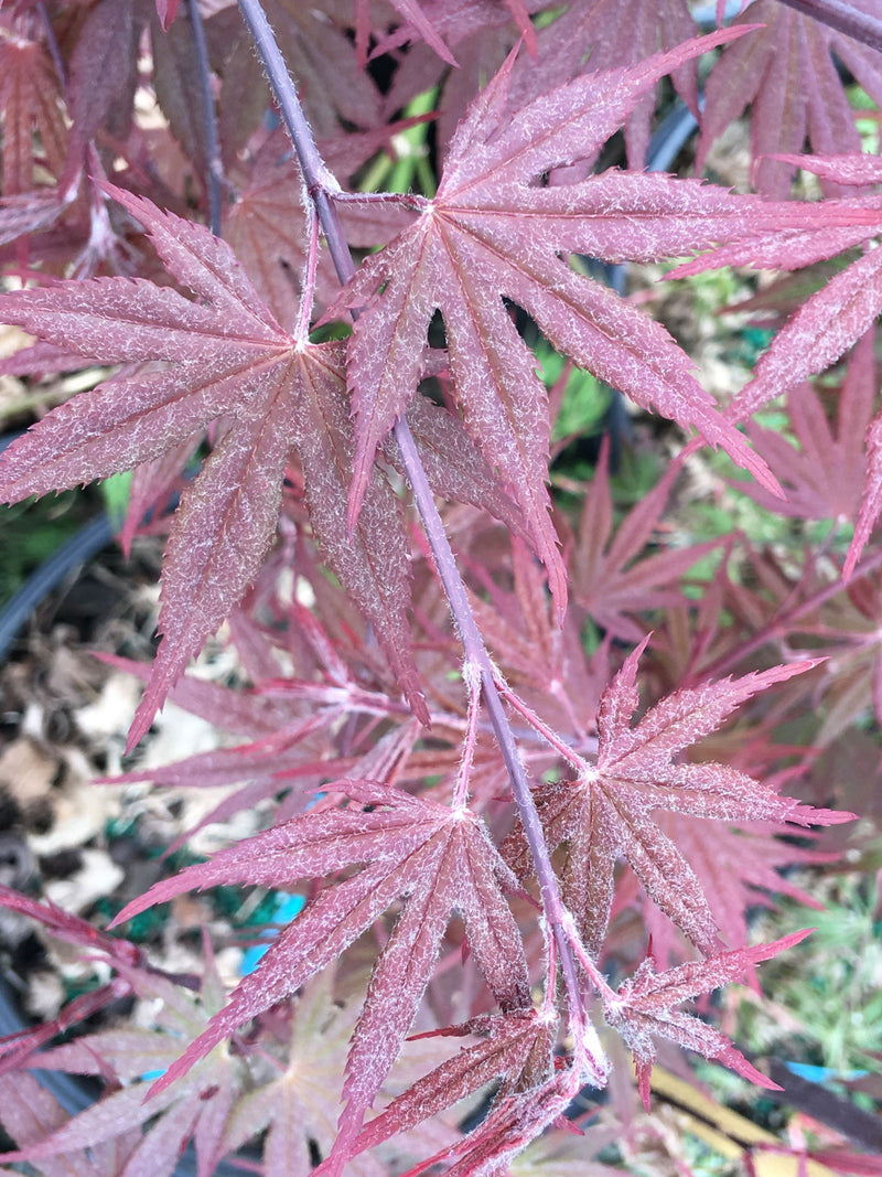 - Acer palmatum 'Crimson Prince' Dark Red Japanese Maple - Mr Maple │ Buy Japanese Maple Trees