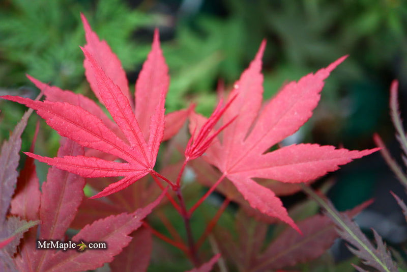 - Acer palmatum 'Crimson Prince' Dark Red Japanese Maple - Mr Maple │ Buy Japanese Maple Trees