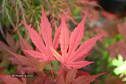 - Acer palmatum 'Crimson Prince' Dark Red Japanese Maple - Mr Maple │ Buy Japanese Maple Trees