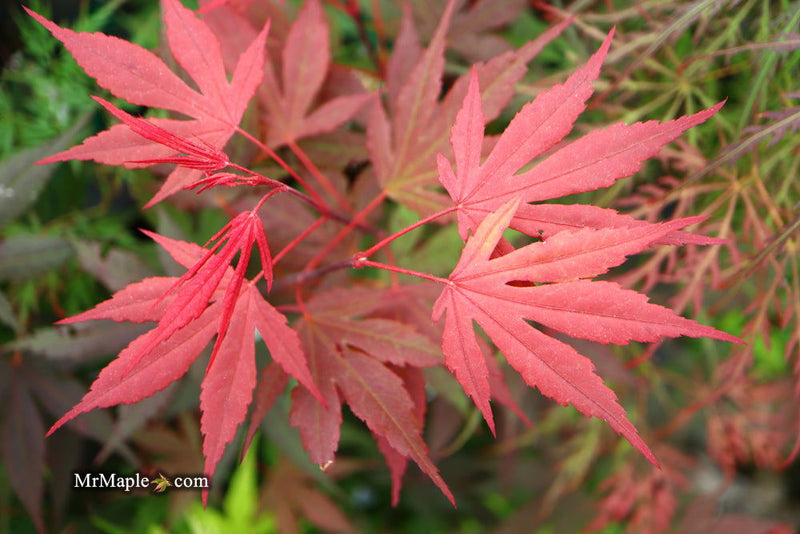 - Acer palmatum 'Crimson Prince' Dark Red Japanese Maple - Mr Maple │ Buy Japanese Maple Trees