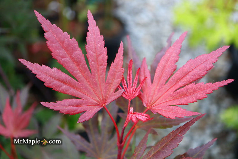 - Acer palmatum 'Crimson Prince' Dark Red Japanese Maple - Mr Maple │ Buy Japanese Maple Trees