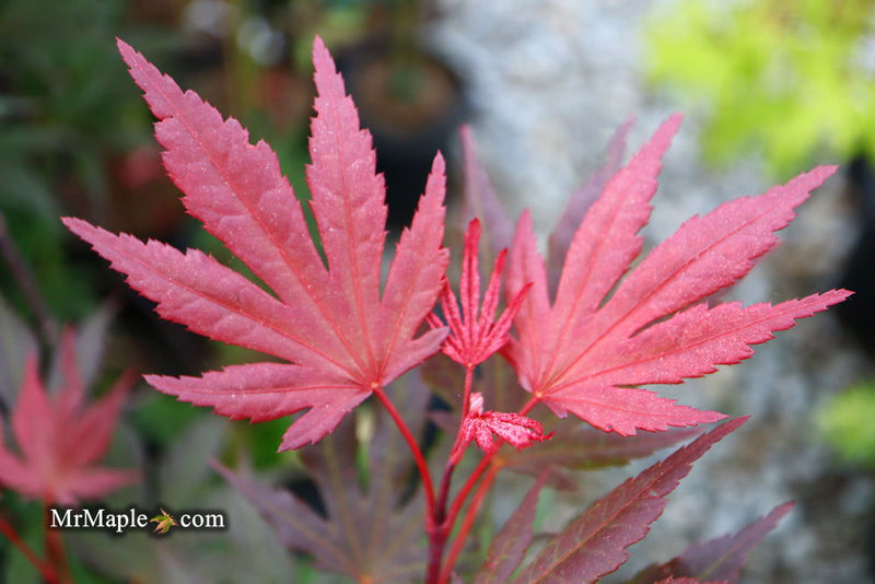 - Acer palmatum 'Crimson Prince' Dark Red Japanese Maple - Mr Maple │ Buy Japanese Maple Trees