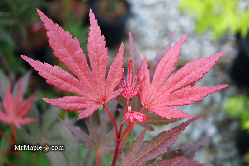 - Acer palmatum 'Crimson Prince' Dark Red Japanese Maple - Mr Maple │ Buy Japanese Maple Trees