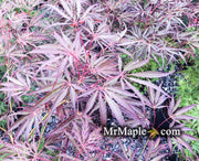 - Acer palmatum 'Crimson Princess' Dwarf Weeping Japanese Maple - Mr Maple │ Buy Japanese Maple Trees