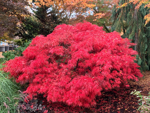Acer palmatum 'Crimson Queen' Laceleaf Japanese Maple - Mr Maple │ Buy Japanese Maple Trees