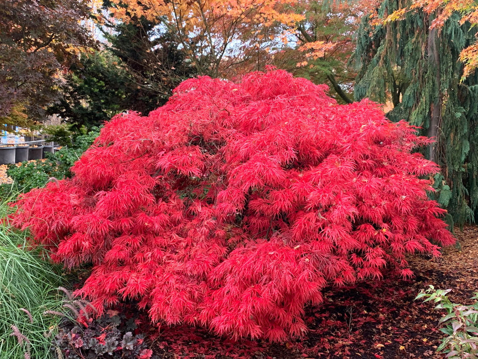 - Acer palmatum 'Crimson Queen' Laceleaf Japanese Maple - Mr Maple │ Buy Japanese Maple Trees