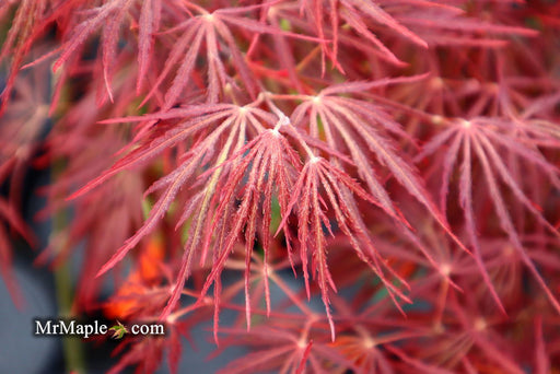 Acer palmatum 'Crimson Queen' Laceleaf Japanese Maple - Mr Maple │ Buy Japanese Maple Trees