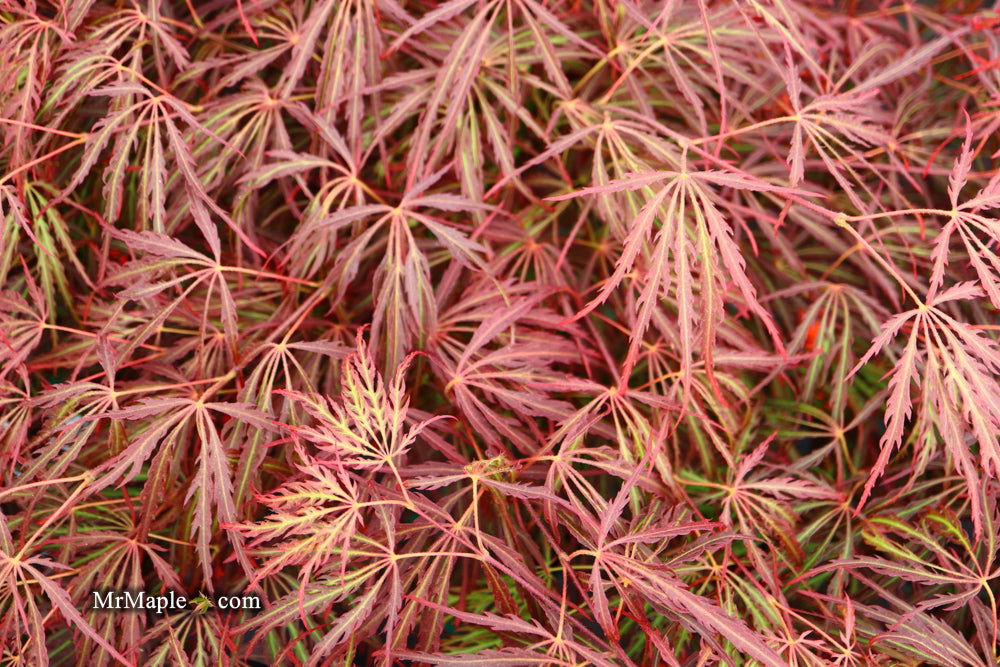 - Acer palmatum 'Crimson Queen' Laceleaf Japanese Maple - Mr Maple │ Buy Japanese Maple Trees