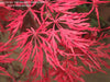 - Acer palmatum 'Crimson Queen' Laceleaf Japanese Maple - Mr Maple │ Buy Japanese Maple Trees