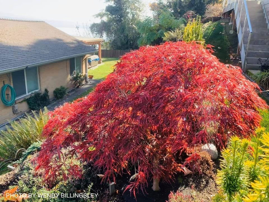 - Acer palmatum 'Crimson Queen' Laceleaf Japanese Maple - Mr Maple │ Buy Japanese Maple Trees