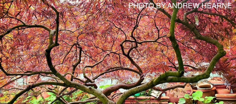 - Acer palmatum 'Crimson Queen' Laceleaf Japanese Maple - Mr Maple │ Buy Japanese Maple Trees