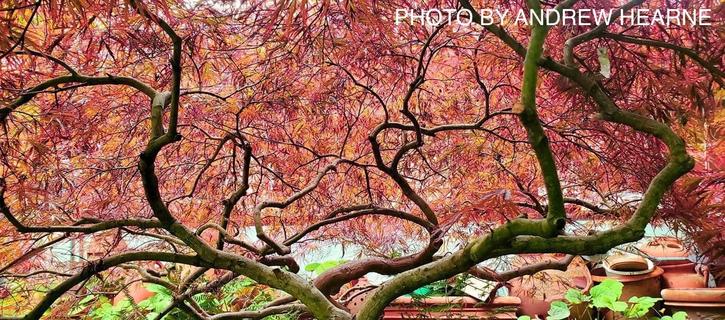 - Acer palmatum 'Crimson Queen' Laceleaf Japanese Maple - Mr Maple │ Buy Japanese Maple Trees