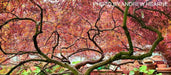 - Acer palmatum 'Crimson Queen' Laceleaf Japanese Maple - Mr Maple │ Buy Japanese Maple Trees