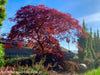 - Acer palmatum 'Crimson Queen' Laceleaf Japanese Maple - Mr Maple │ Buy Japanese Maple Trees