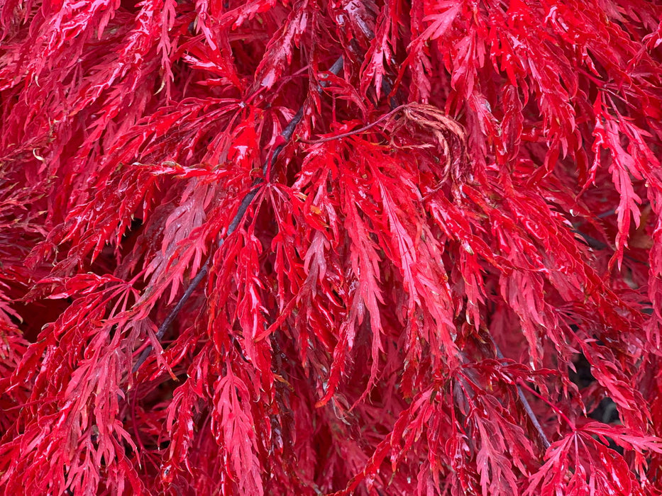 - Acer palmatum 'Crimson Queen' Laceleaf Japanese Maple - Mr Maple │ Buy Japanese Maple Trees