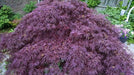 - Acer palmatum 'Crimson Queen' Laceleaf Japanese Maple - Mr Maple │ Buy Japanese Maple Trees