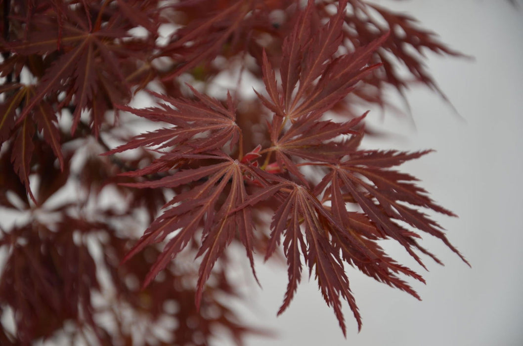 - Acer palmatum 'Crimson Queen' Laceleaf Japanese Maple - Mr Maple │ Buy Japanese Maple Trees