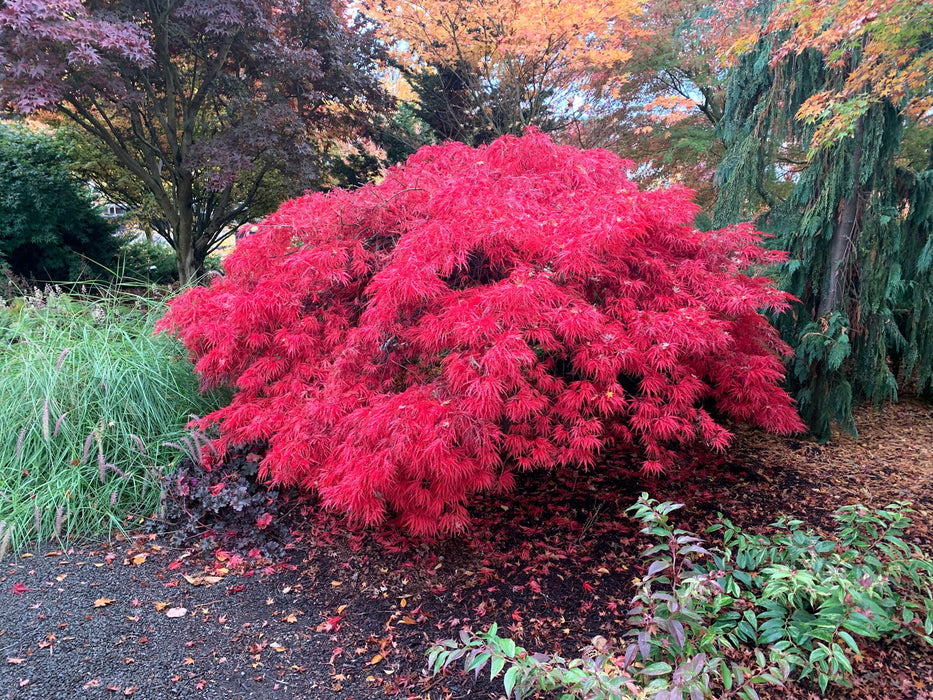 - Acer palmatum 'Crimson Queen' Laceleaf Japanese Maple - Mr Maple │ Buy Japanese Maple Trees